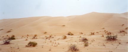 Superbe cordon de dunes de l'erg oriental tunisien